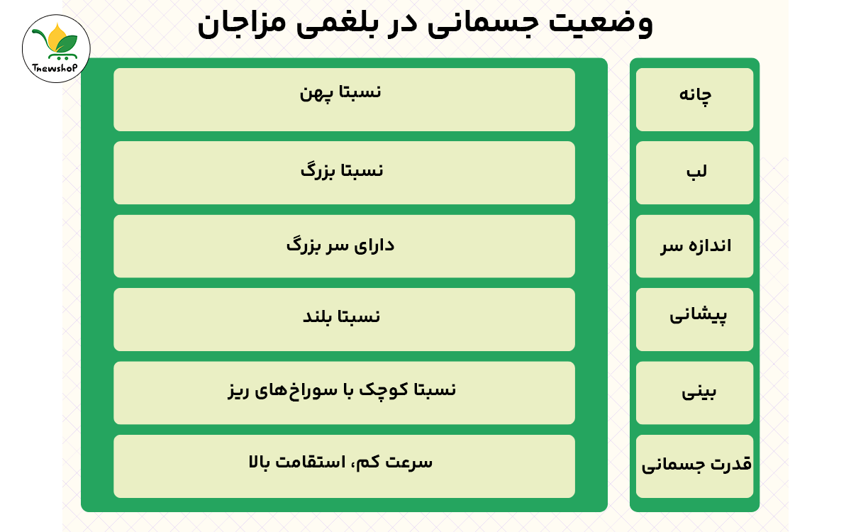 ویژگی های مزاج سرد و تر یا بلغمی مزاج ها