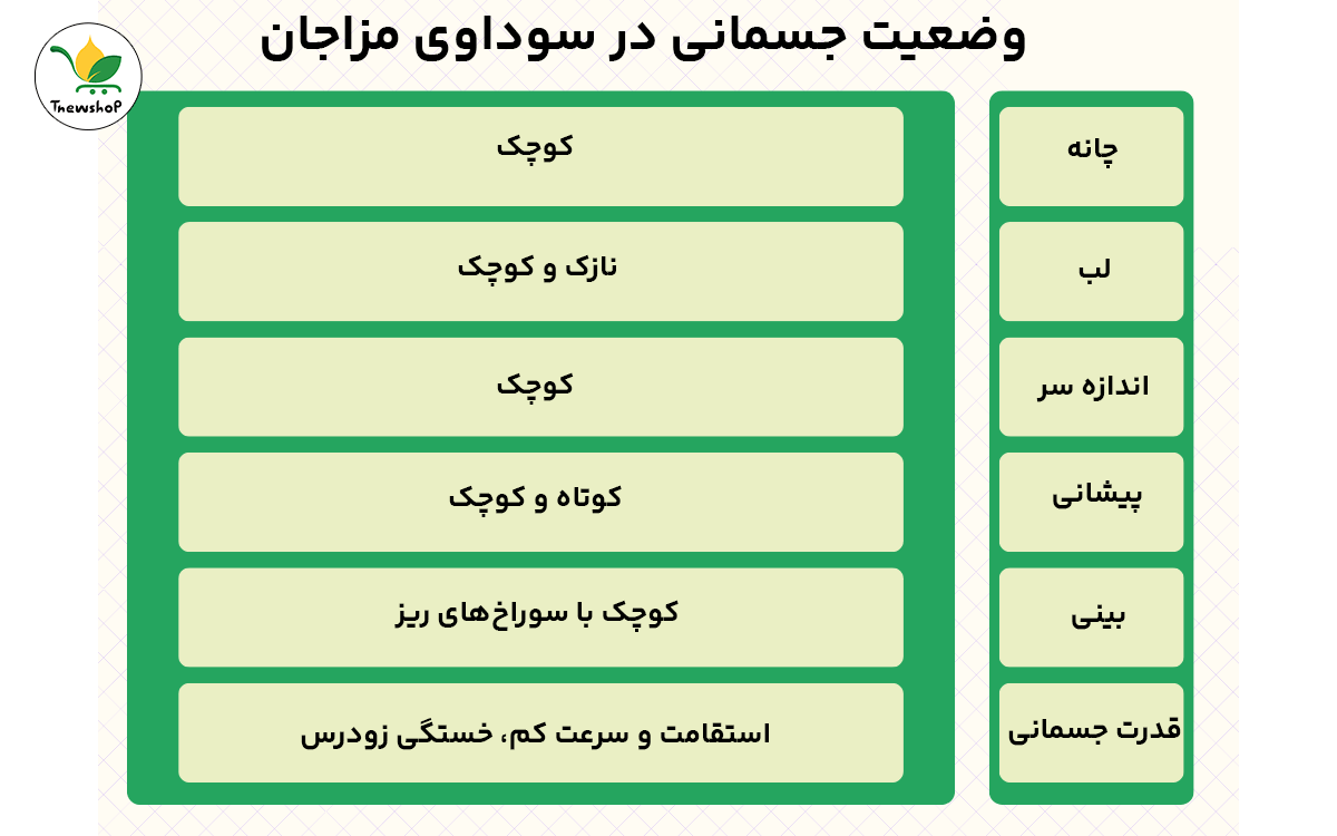 خصوصیات مزاج سودا یا سرد و خشک